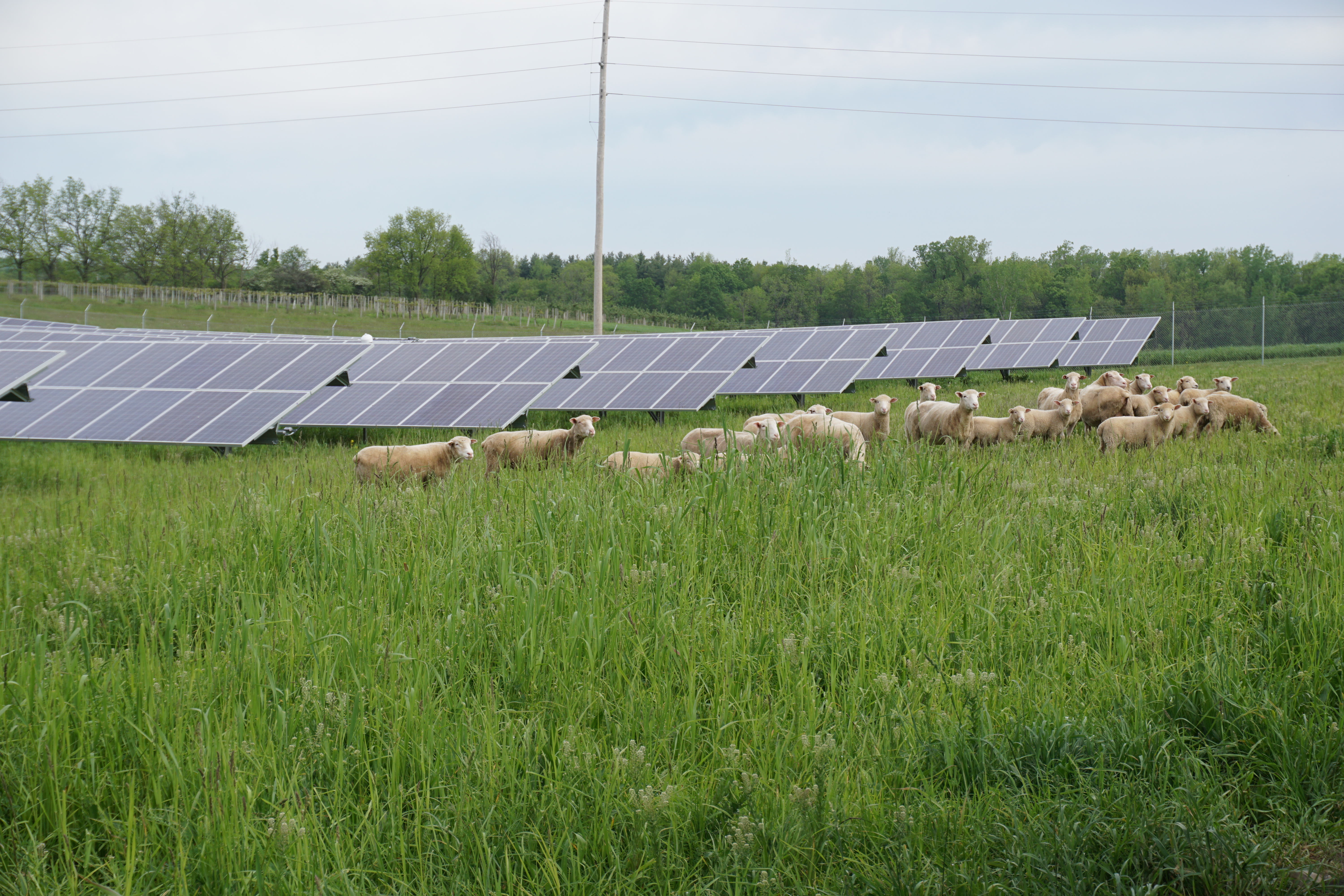 Solar Sheep